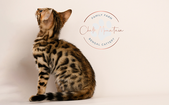 Texas Bengal kitten with glittered coat and exotic markings